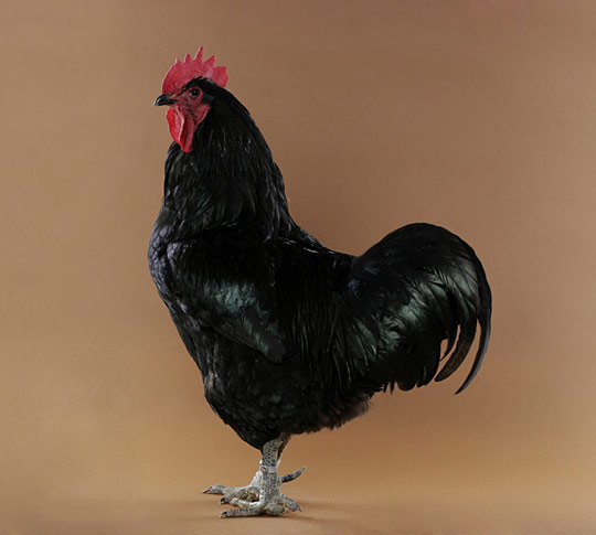 Jersey Giant Coq